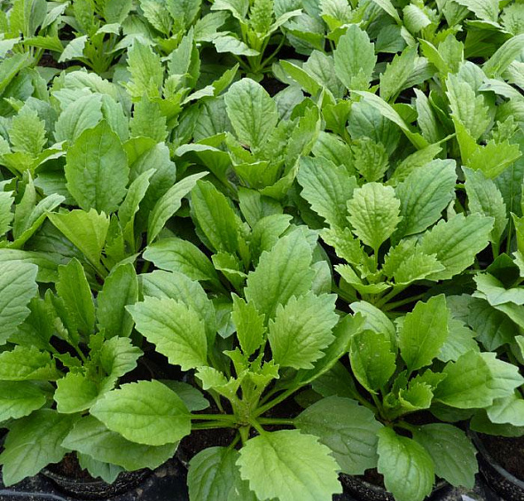 Астра китайская Старлайт Мишанг (Starlight Mischung)