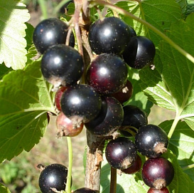 Смородина черная