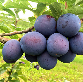 Слива 'Кромань'