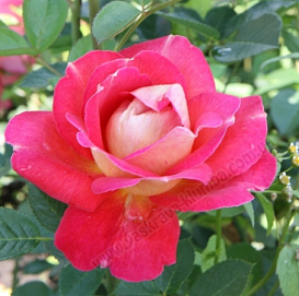 Роза 'Пикок ай' (плетистая) (бело - розовая)