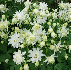 Аквилегия обыкновенная (водосбор) 'Барлоу Уайт'