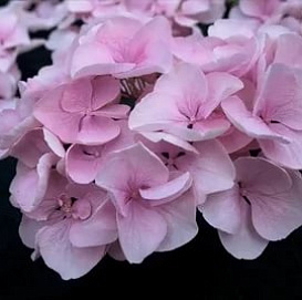 Гортензия крупнолистная 'Хобелла'