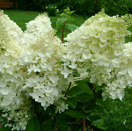 Гортензия метельчатая 'Дентель Де Горрон'