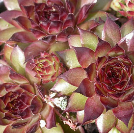 Молодило Борисса 'Бронко'