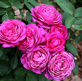 Роза 'Хайди Клум Роуз' (миниатюрная) ( фиолетово-розовая)