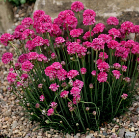 Армерия приморская Лаучена 'Дип Пинк'