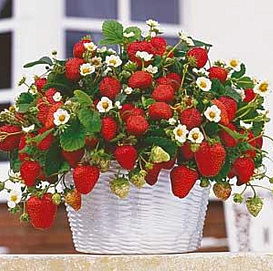 Земляника (клубника) ампельная 'Русский размер' (кашпо)