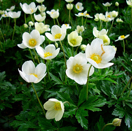 Анемона лесная (Ветриница)