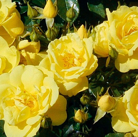 Роза 'Лоредо' (почвопокровная) (желтая)