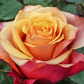 Роза 'Черри Бренди' (чайно-гибридная)(оранжево -красная)