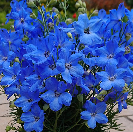 Дельфиниум крупноцветковый (живокость)