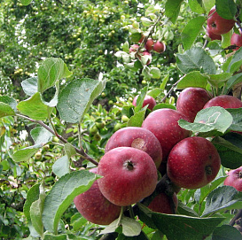 Яблоня колоновидная 'Черный магнат'