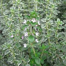 Тимьян лимоннопахнущий 'Банблаттриг'