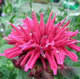 Монарда гибридная 'Кардинал'