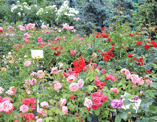 Фотоальбом Семинар по уходу за розами от 25.06 Семинар по уходу за розами от 25.06