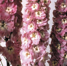 Дельфиниум (живокость) 'Мэджик Фонтейн Черри Блоссом Вайт Би'