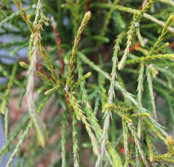 Туя складчатая 'Випкорд'