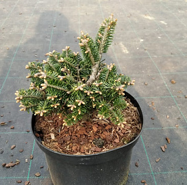 Пихта Нордмана 'Аллгау'