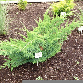 Можжевельник китайский 'Титлис'