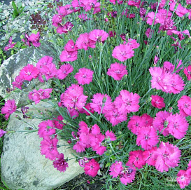 Гвоздика серовато-голубая 'Бадения'