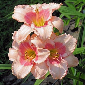 Лилейник гибридный 'Строберри Филдс'