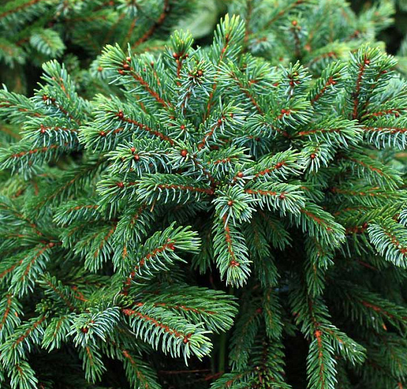 Ель сизая (канадская, белая) 'Эхиниформис'