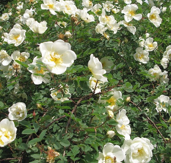 Роза бедренцеволистная