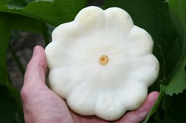 Патисcон 'Диск' белый