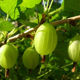 Крыжовник 'Зеленый дождь'