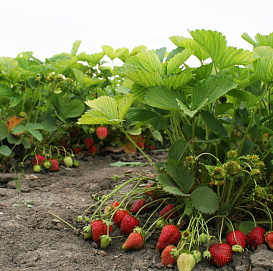 Земляника (клубника) 'Полка'