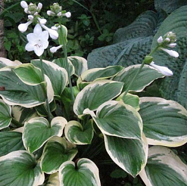 Хоста гибридная (вздутая, волнистая) 'Диана Ремемберед'