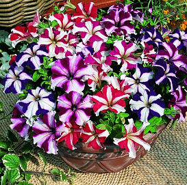 Петуния (сурфиния) гибридная 'Тритуния Стар Микс' (смесь со звездой)