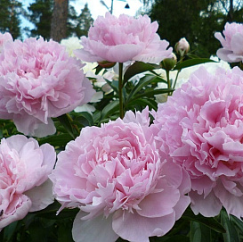 Пион молочноцветковый 'Ненси Нора' (розовый)