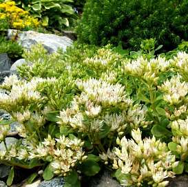 Седум ложный (Очиток) 'Альбум'