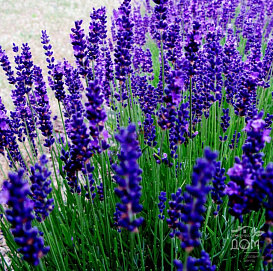 Лаванда Лаванда узколистная 'Анна'