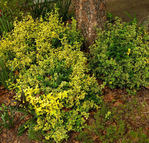 Бересклет Форчуна 'Эмеральд Голд'