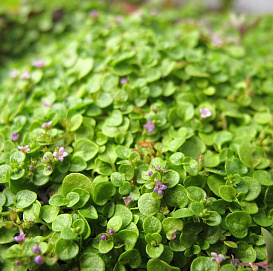 Мята корсиканская 'Мини Минт'