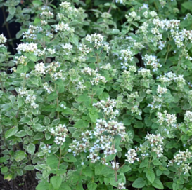 Душица обыкновенная (белая)