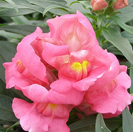 Антирринум компактный (Львиный зев) 'Монтего Роуз Биколор' (розовый двухцветный)