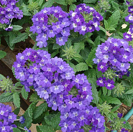 Вербена гибридная компактная 'Кварц Блю' (синяя с глазком)