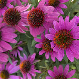 Эхинацея пурпурная 'Пау Вау Вайлд Берри' 
