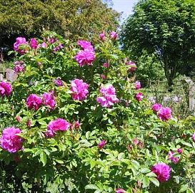 Роза морщинистая