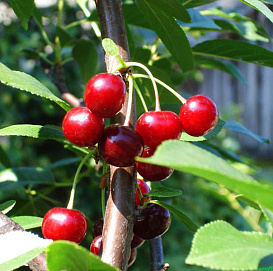 Вишня обыкновенная 'Быстринка'