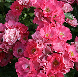 Роза 'Бад Бирнбах' (флорибунда) (розовая)