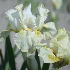 Ирис карликовый (гибридный) 'Найлон Раффлс'