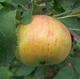 Яблоня домашняя 'Дочь коричного'