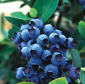Голубика высокорослая 'Блюджей'