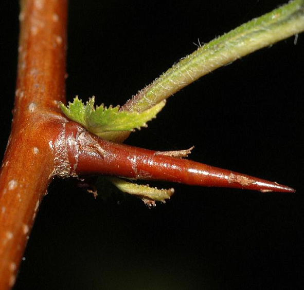 Боярышник Максимовича