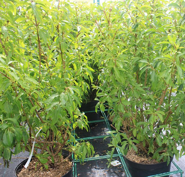 Форзиция промежуточная (средняя) 'Уик-Энд'