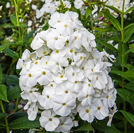 Флокс метельчатый 'Адмирал'